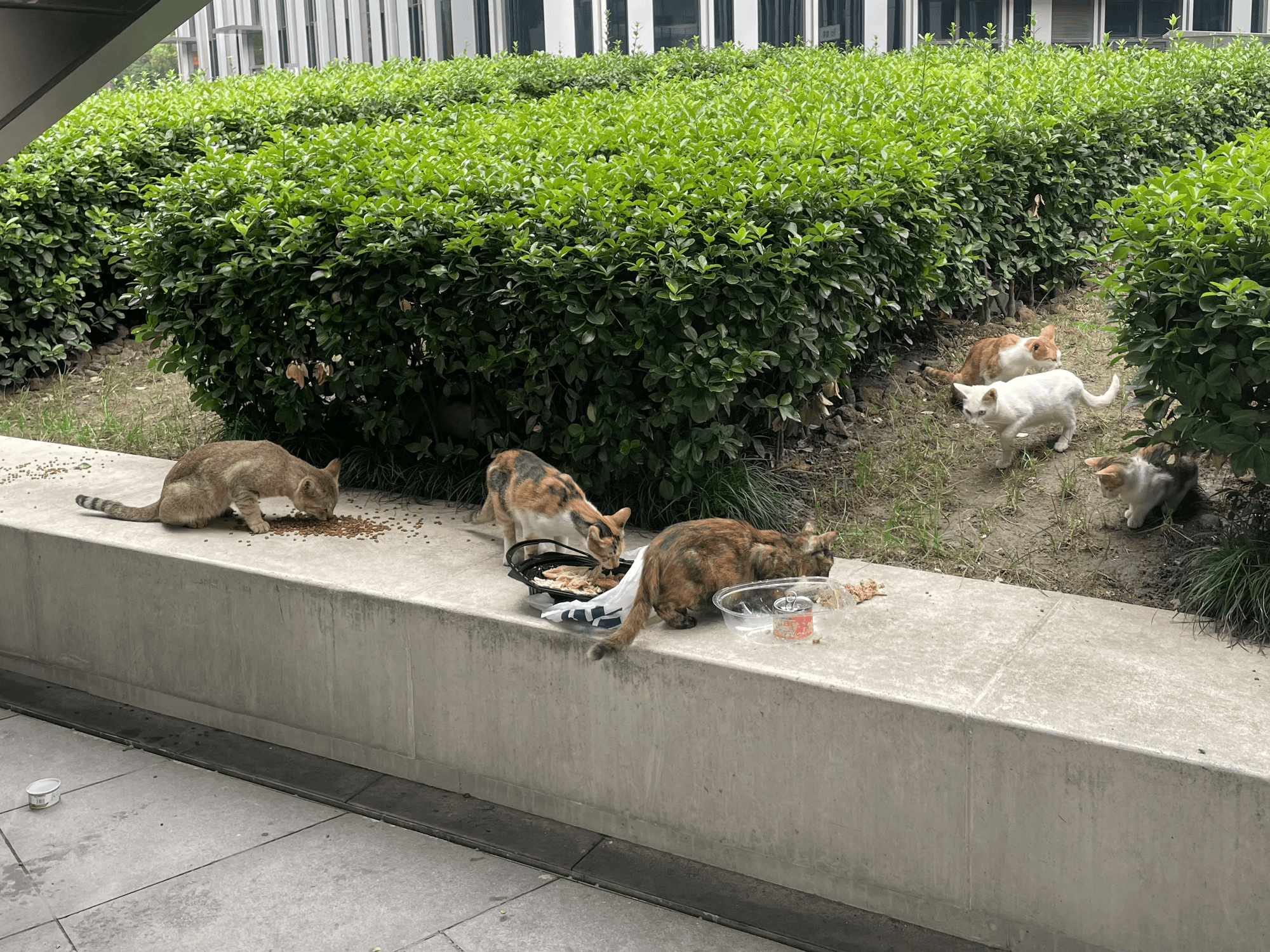 The kittens' territory - the lawn in the center of office buildings