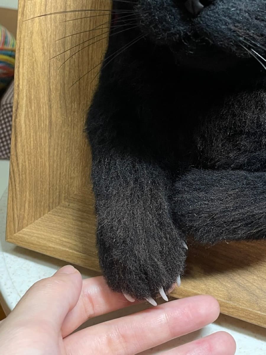 Black cat paw detail close-up
