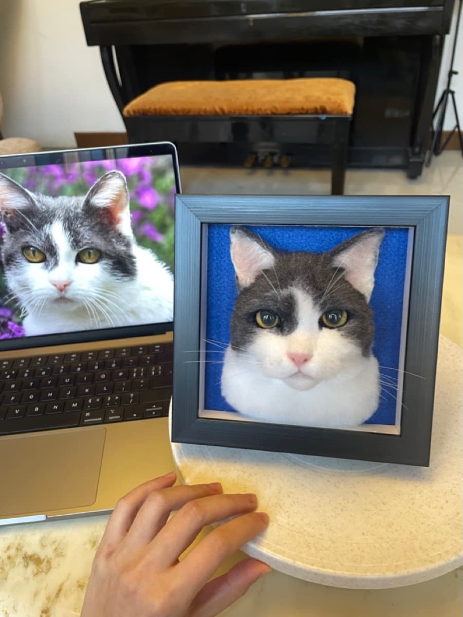 Gray and white cat in blue frame with reference